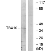 Western blot analysis of extracts from HT-29 cells, using TBX10 antibody.