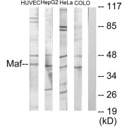 Western blot analysis of extracts from HuvEc cells, HepG2 cells, HeLa cells and COLO205 cells, using MAF antibody.