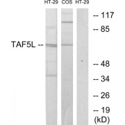 Western blot analysis of extracts from HT-29 cells and COS-7 cells, using TAF5L antibody.
