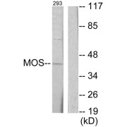 Western blot analysis of extracts from 293 cells, using MOS antibody.