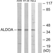 abx013358