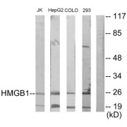 Western blot analysis of extracts from Jurkat cells, HepG2 cells, COLO205 cells and 293 cells, using HMGB1 antibody.