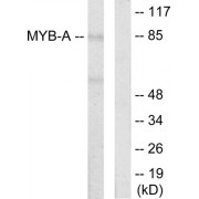 Western blot analysis of extracts from LOVO cells, using MYB-A antibody.