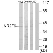 Western blot analysis of extracts from HeLa cells, 293 cells and HUVEC cells, using NR2F6 antibody.