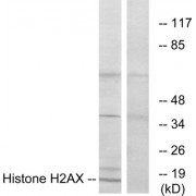 Western blot analysis of extracts from HT-29 cells, using Histone H2AX antibody.