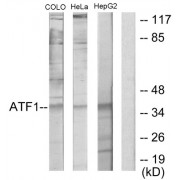 Western blot analysis of extracts from COLO205 cells, HeLa cells and HepG2 cells, using ATF1 antibody.