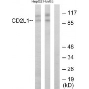 Western blot analysis of extracts from HepG2 cells and HUVEC cells, using CD2L1 antibody.