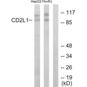 Western blot analysis of extracts from HepG2 cells and HUVEC cells, using CD2L1 antibody.