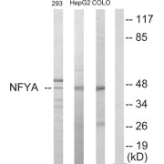 Western blot analysis of extracts from 293 cells, HepG2 cells and COLO205 cells, using NFYA antibody.