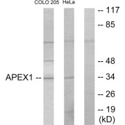 Western blot analysis of extracts from COLO205 cells and HeLa cells, using APEX1 antibody.