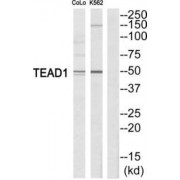 Transcriptional Enhancer Factor TEF-1 (TEAD1) Antibody