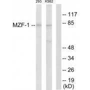 Western blot analysis of extracts from 293 cells and K562 cells, using MZF1 antibody.