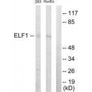 Western blot analysis of extracts from 293 cells and HuvEc cells, using ELF1 antibody.