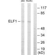 Western blot analysis of extracts from 293 cells and HuvEc cells, using ELF1 antibody.