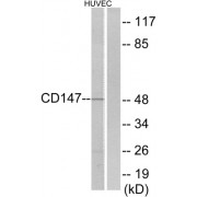 Western blot analysis of extracts from HUVEC cells, using BSG antibody.