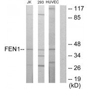 Western blot analysis of extracts from Jurkat cells, 293 cells and HUVEC cells, using FEN1 antibody.