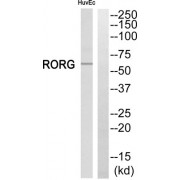 Western blot analysis of extracts from HuvEc cells, using RORG antibody.