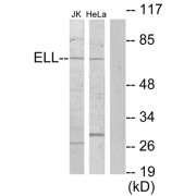 Western blot analysis of extracts from Jurkat cells and HeLa cells, using ELL antibody.
