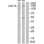 Western blot analysis of extracts from K562 cells and A549 cells, using CAF1A antibody.