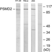 Western blot analysis of extracts from HT-29 cells, HeLa cells and 293 cells, using PSMD2 antibody.