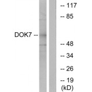 Western blot analysis of extracts from mouse brain cells, using DOK7 antibody.
