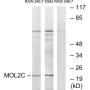 Western blot analysis of extracts from RAW264.7 cells and K562 cells, using MOL2C antibody.