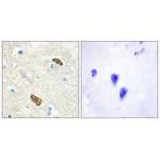 Immunohistochemical analysis of paraffin-embedded human brain tissue using PLXDC1 antibody.