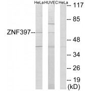 Western blot analysis of extracts from HeLa cells and HUVEC cells, using ZNF397 antibody.