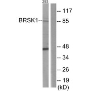 Western blot analysis of extracts from 293 cells, using BRSK1 antibody.