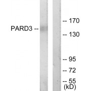 Western blot analysis of extracts from COLO205 cells, using PARD3 antibody.