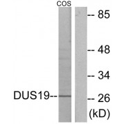 Western blot analysis of extracts from COS-7 cells, using DUS19 antibody.