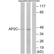 Western blot analysis of extracts from HepG2 cells and HUVEC cells, using AP2C antibody.