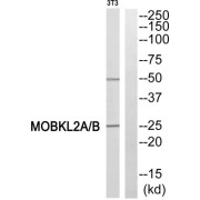 Western blot analysis of extracts from 3T3 cells, using MOBKL2A/B antibody.