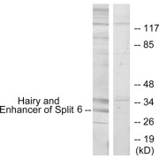 Western blot analysis of extracts from HeLa cells, using HES6 antibody.
