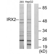 Western blot analysis of extracts from 293 cells and HepG2 cells, using IRX2 antibody.