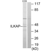 Western blot analysis of extracts from COS-7 cells, using ILKAP antibody.
