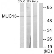 Western blot analysis of extracts from COLO cells, 293 cells and HeLa cells, using Mucin 13 antibody.