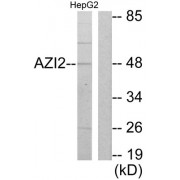 Western blot analysis of extracts from HepG2 cells, using AZI2 antibody.