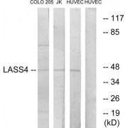 Western blot analysis of extracts from COLO cells, Jurkat cells and HUVEC cells, using LASS4 antibody.