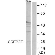 Western blot analysis of extracts from RAW264.7 cells, using CREBZF antibody.