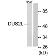 Western blot analysis of extracts from RAW264.7 cells, using DUS2L antibody.
