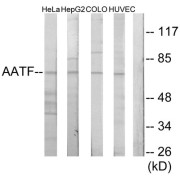 Western blot analysis of extracts from HeLa cells, HepG2 cells, COLO205 cells and HUVEC cells, using AATF antibody.