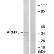 Western blot analysis of extracts from K562 cells, using ARMX3 antibody.