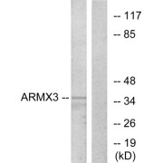 Western blot analysis of extracts from K562 cells, using ARMX3 antibody.