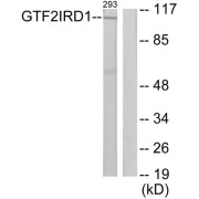 Western blot analysis of extracts from 293 cells, using GTF2IRD1 antibody.