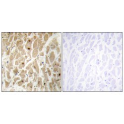 Forkhead Box D3 (FOXD3) Antibody