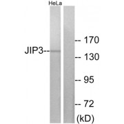 Western blot analysis of extracts from HeLa cells, using JIP3 antibody.