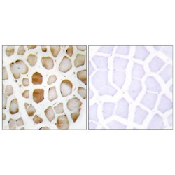 Autophagy Related 4B Cysteine Peptidase (ATG4B) Antibody
