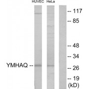 Western blot analysis of extracts from HUVEC cells and HeLa cells, using 14-3-3 theta antibody.