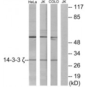 Western blot analysis of extracts from HeLa cells, Jurkat cells and COLO cells, using 14-3-3 zeta antibody.
